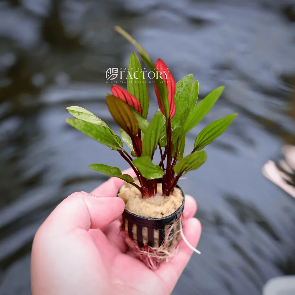Echinodorus Red Chameleon (Echinodorus 'Red Chameleon')