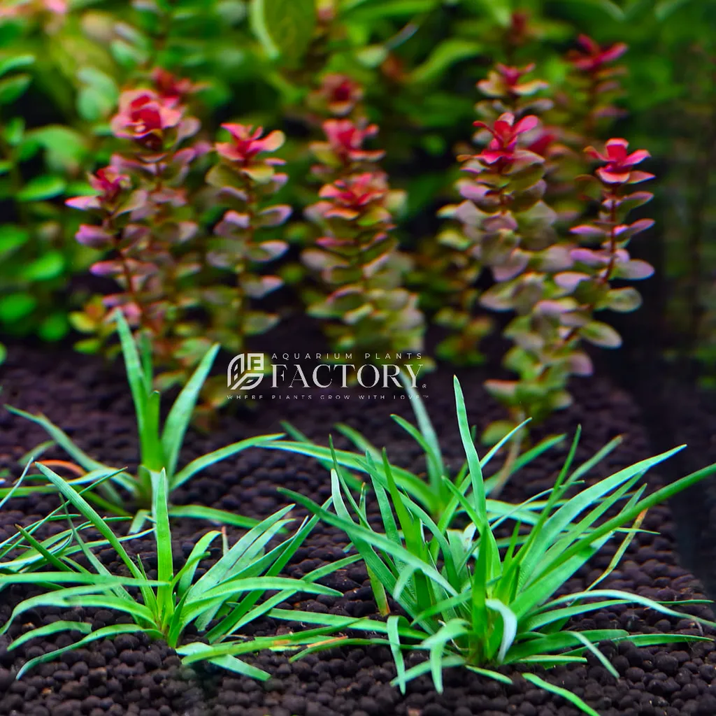 Eriocaulon Vietnam (Eriocaulon sp. 'Vietnam')