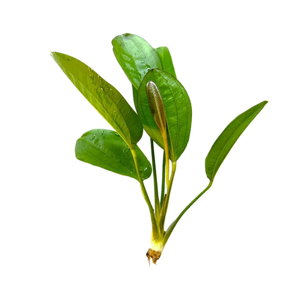 Fancy Twist sword (Echinodorus 'Fancy Twist')