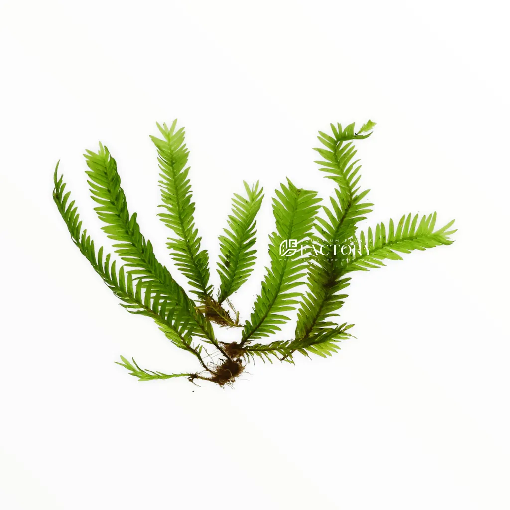 Fissidens nobilis (Fissidens nobilis)