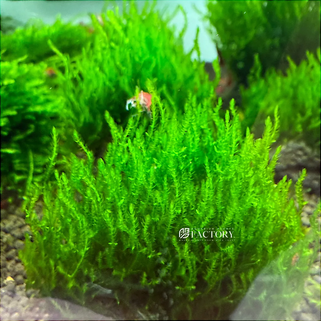 Flame moss (Taxiphyllum sp. 'Flame')