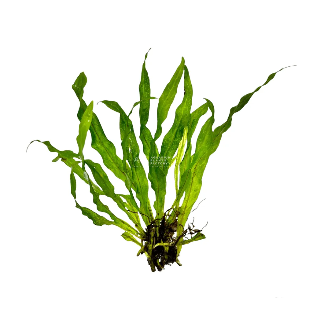 Flaming java fern (Leptochilus pteropus 'Flaming')
