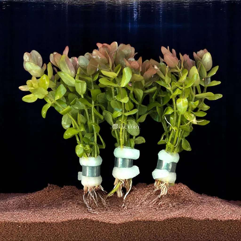 Giant bacopa (Bacopa caroliniana)