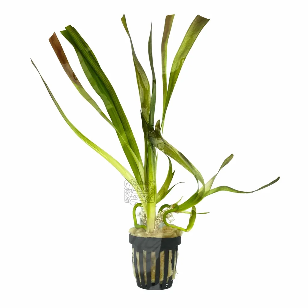 Giant vallisneria (Vallisneria australis)