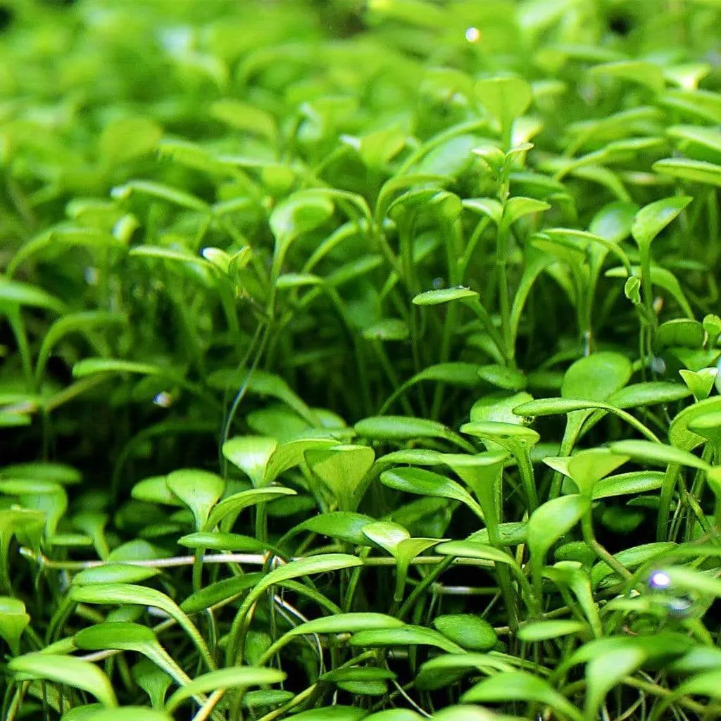 Glosso (Glossostigma elatinoides)