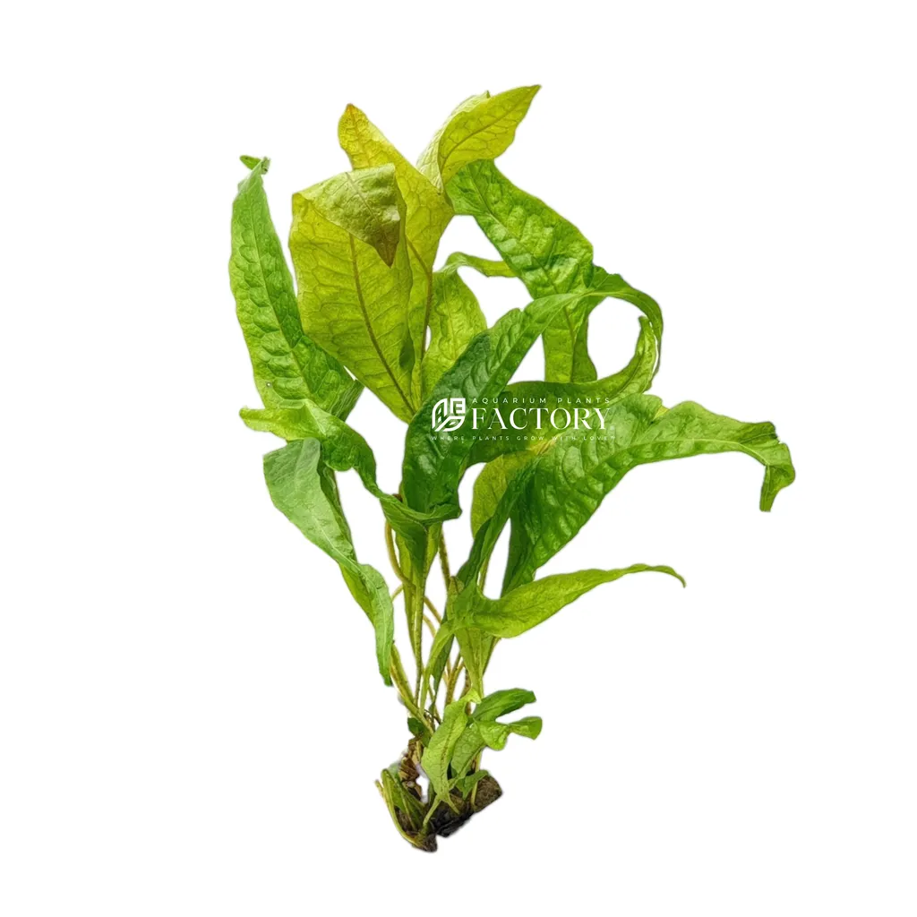 Gold Sparkle java fern (Leptochilus pteropus 'Gold Sparkle')