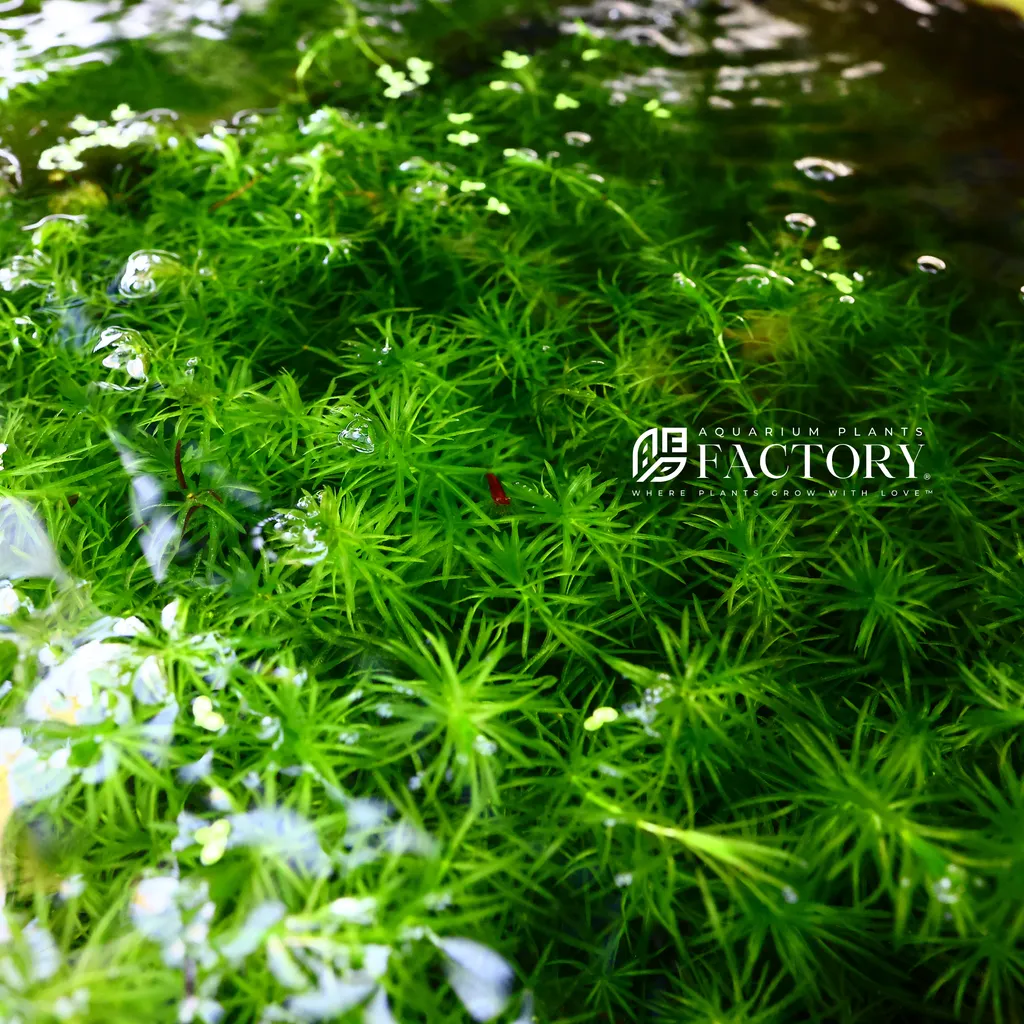 Guppy grass (Najas guadalupensis)