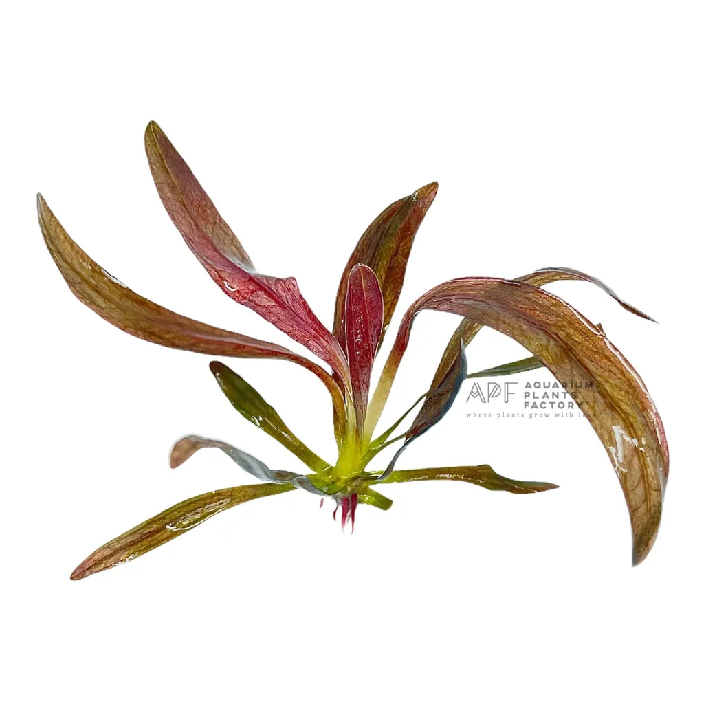 Horemanii sword (Echinodorus horemanii)
