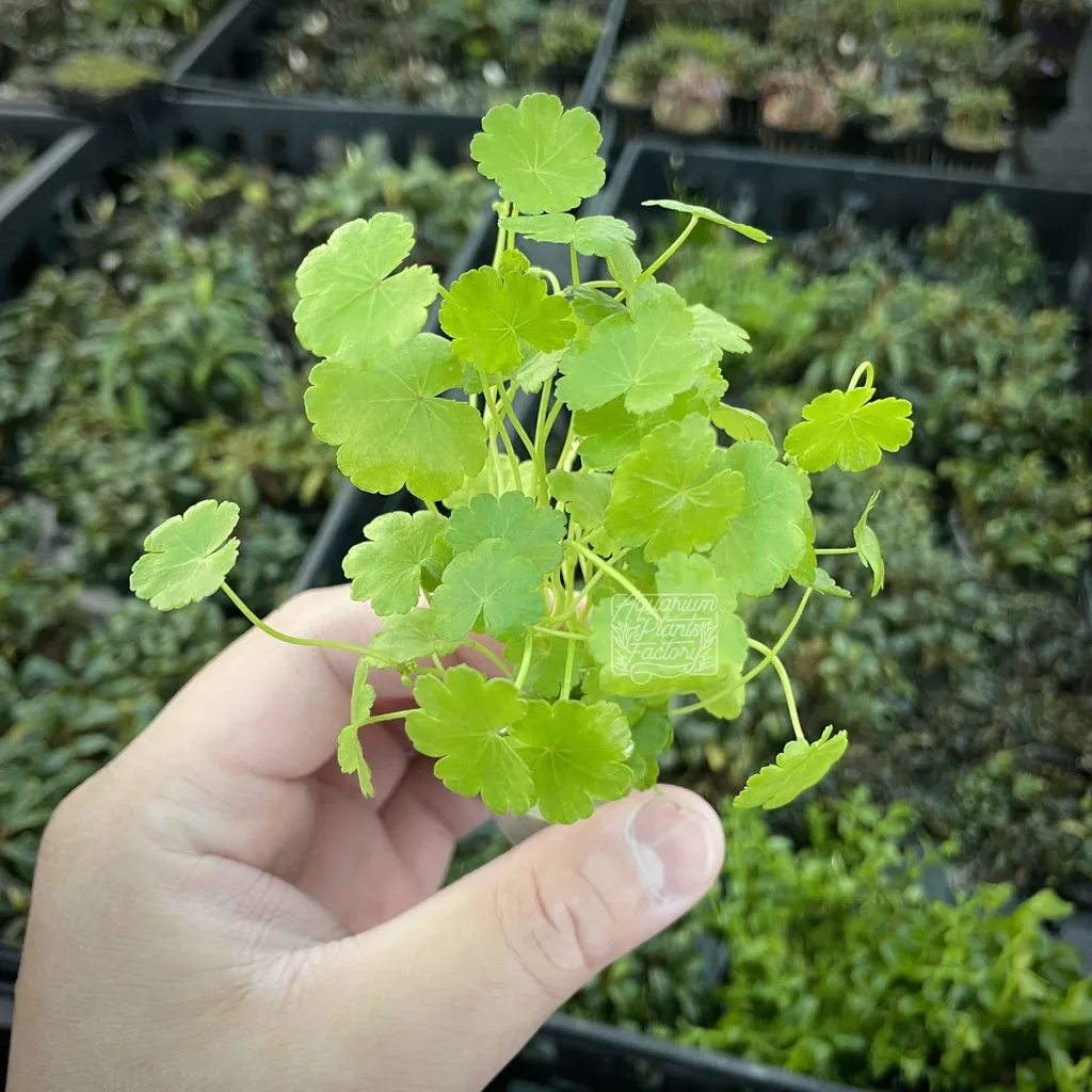 Hydrocotyle mini (Hydrocotyle sibthorpioides)