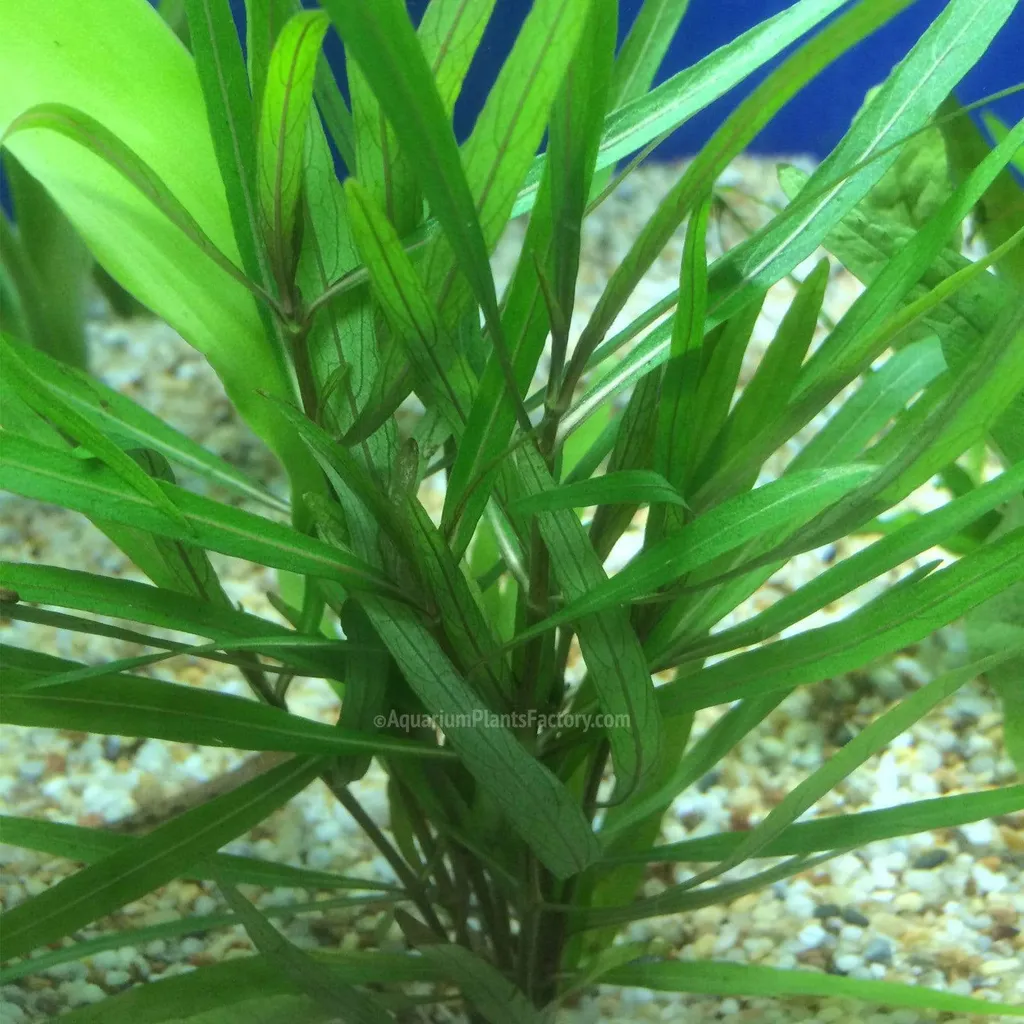 Hygrophila Araguaia (Hygrophila lancea 'Araguaia')