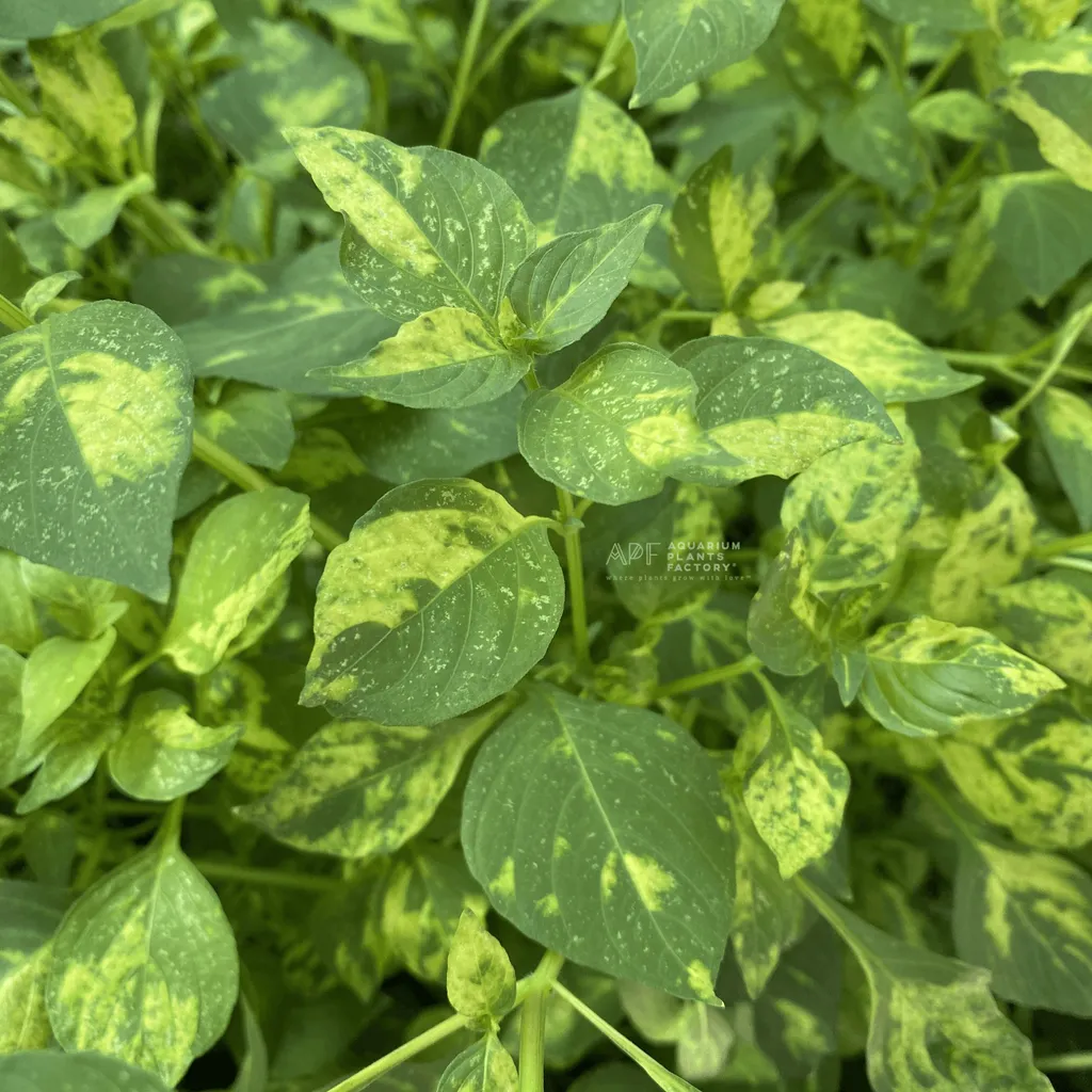 Hygrophila corymbosa Variegated (Hygrophila corymbosa 'Variegated')