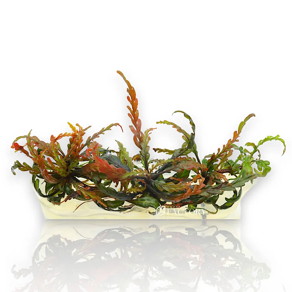 Hygrophila pinnatifida UK (Hygrophila pinnatifida 'UK')