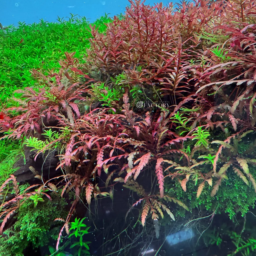 Hygrophila pinnatifida (Hygrophila pinnatifida)