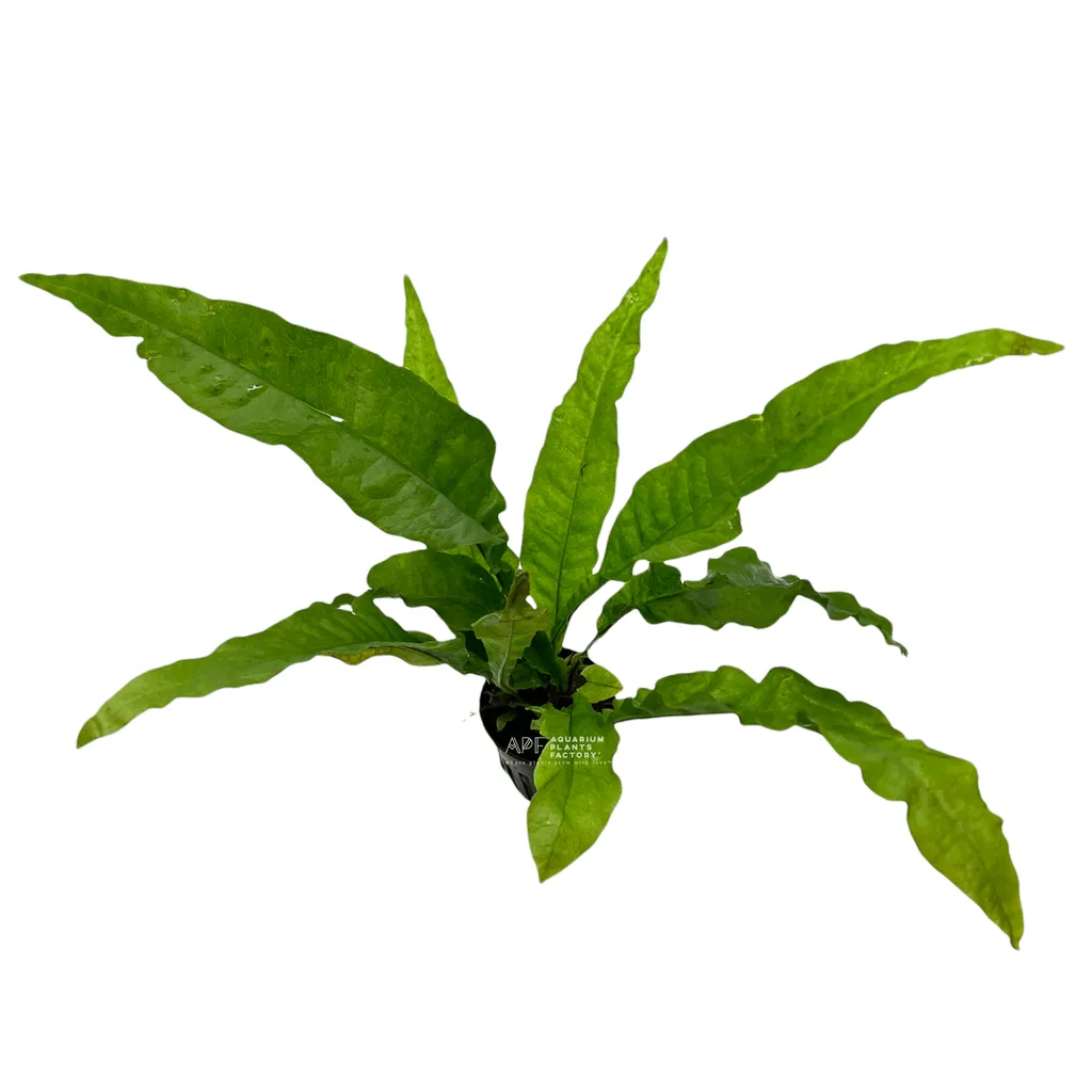 Java fern latifolia (Leptochilus pteropus 'Latifolia')