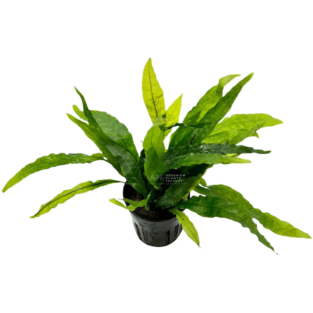 Java fern narrow leaf (Leptochilus pteropus 'Narrow')