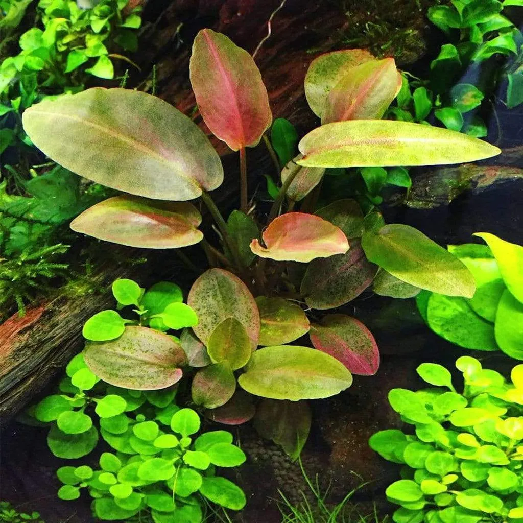 Lagenandra meeboldii (Lagenandra meeboldii)