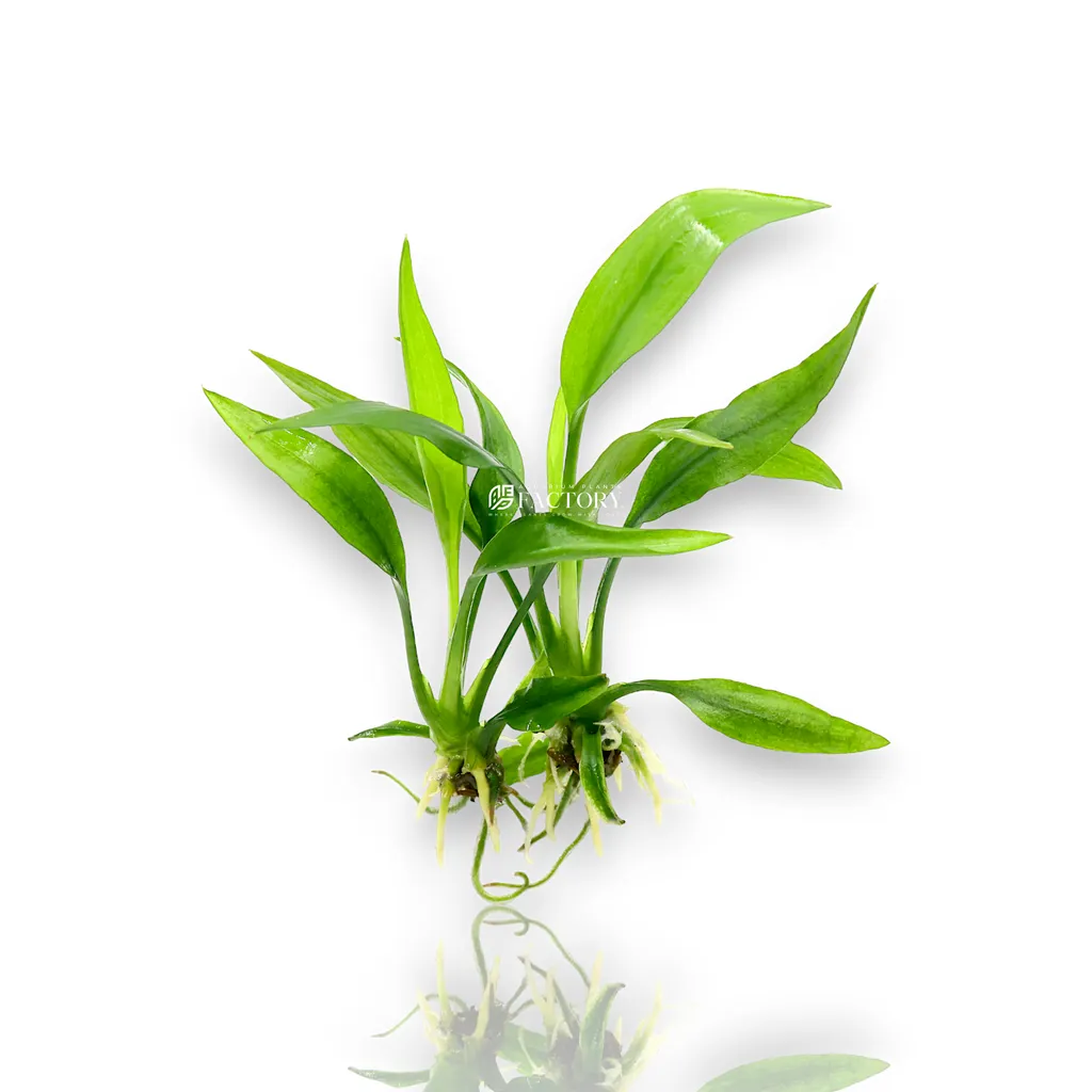Lagenandra ovata (Lagenandra ovata)