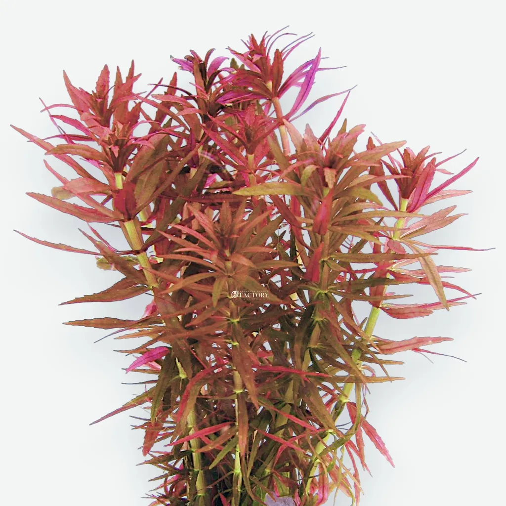 Limnophila Belem (Limnophila sp. 'Belem')