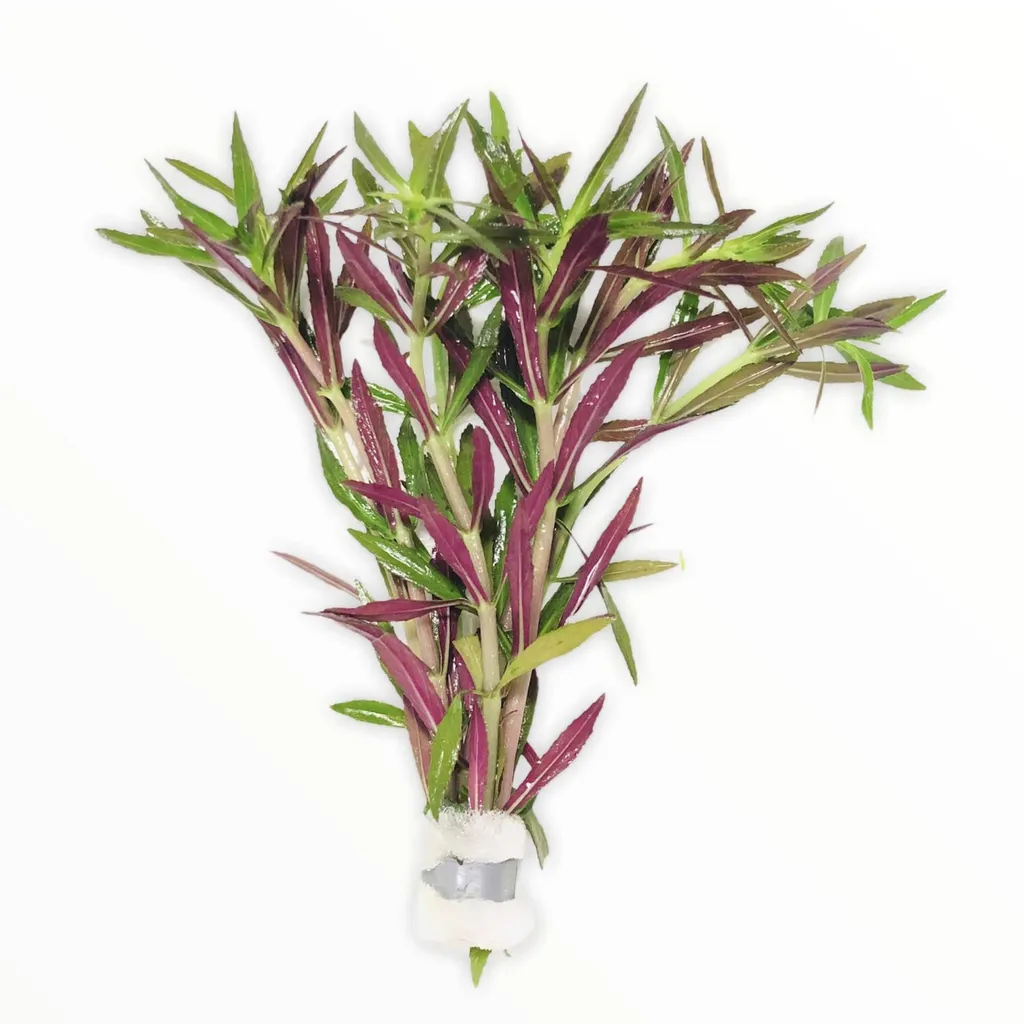 Limnophila hippuridoides (Limnophila hippuridoides)