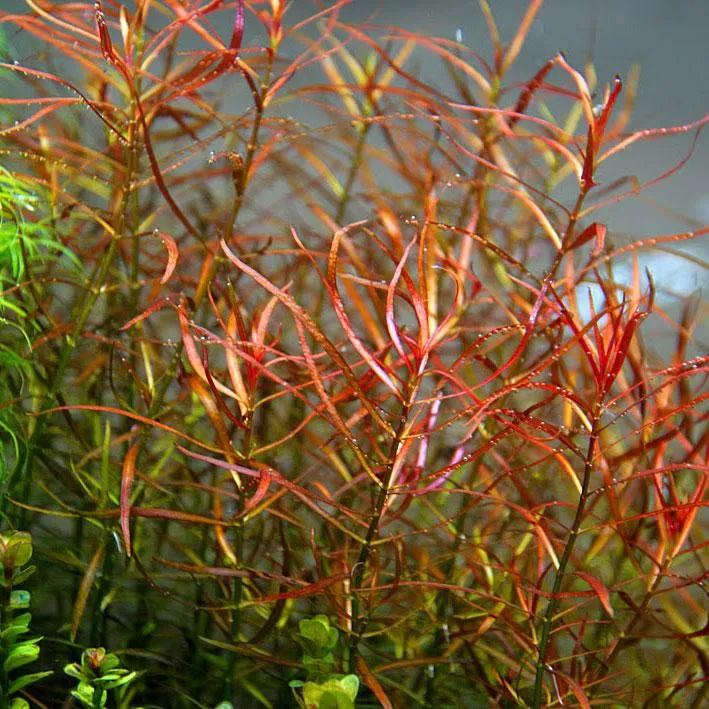 Ludwigia arcuata (Ludwigia arcuata)