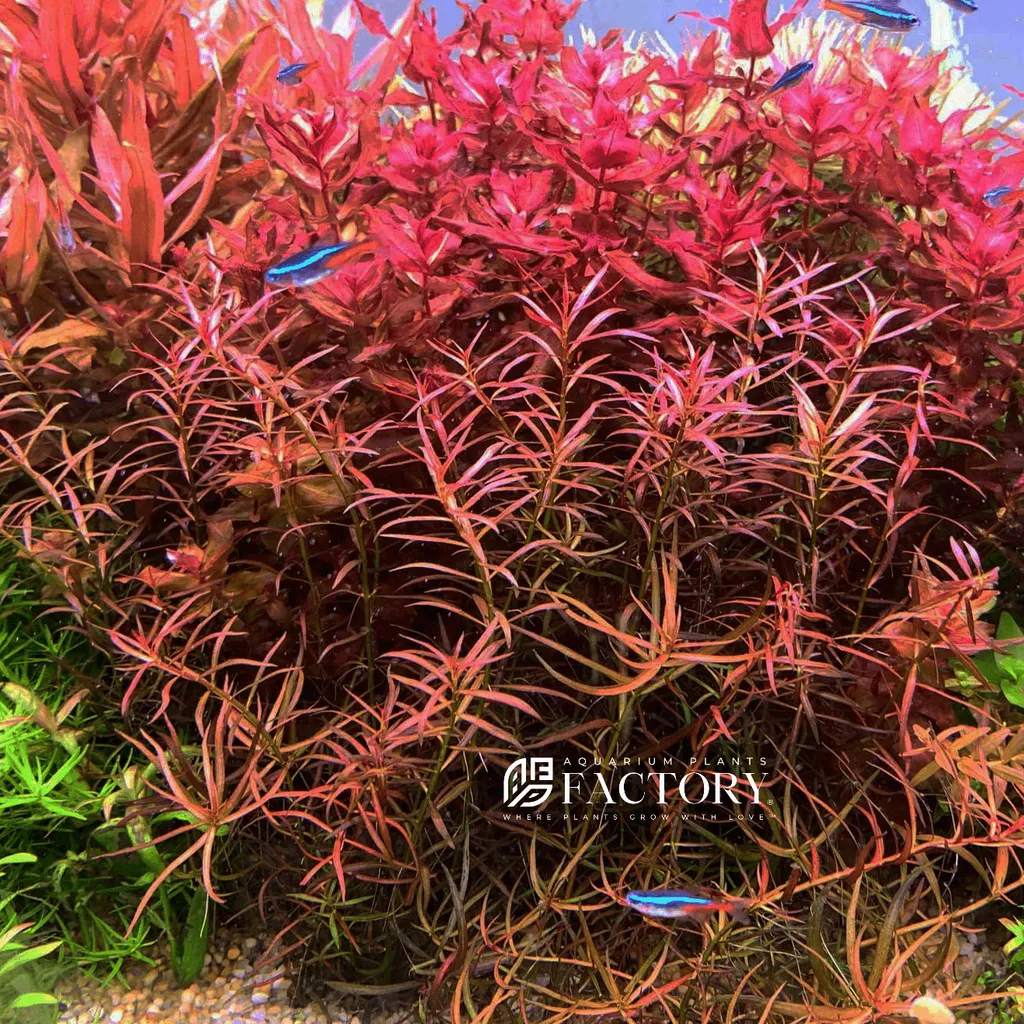 Ludwigia brevipes (Ludwigia brevipes)