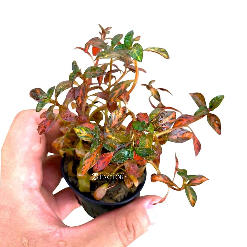 Ludwigia Dark Orange (Ludwigia sp. 'Dark Orange')