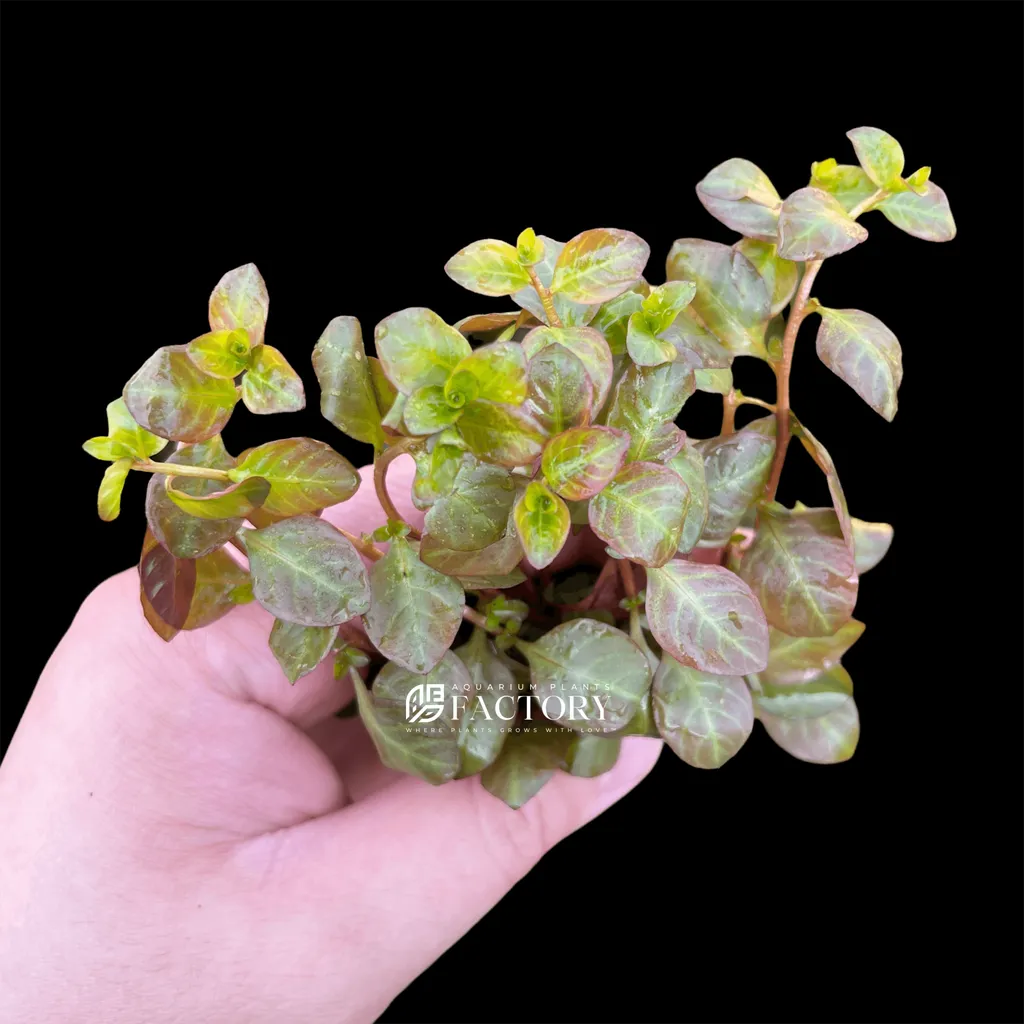 Ludwigia ovalis Pink (Ludwigia ovalis 'Pink')