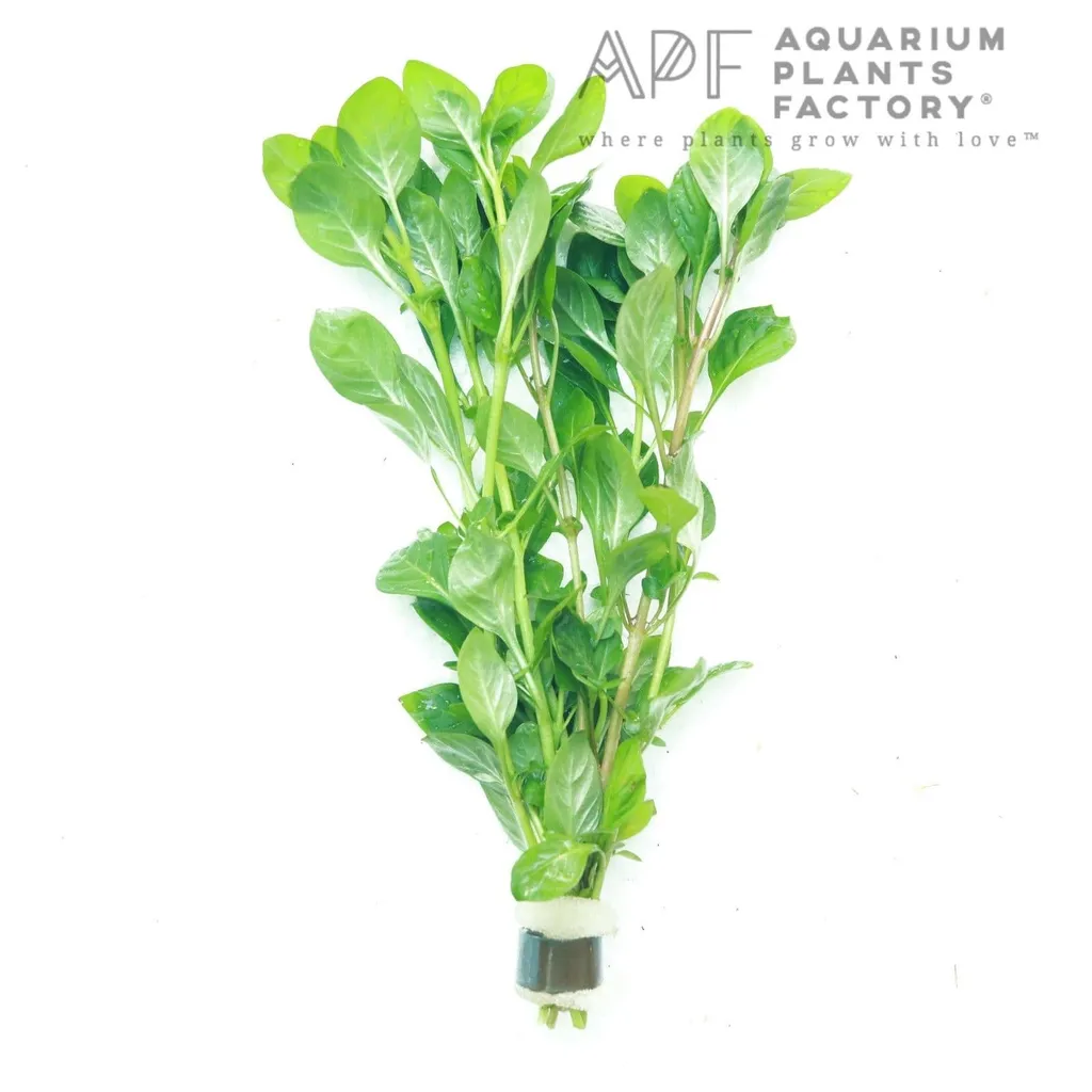 Ludwigia palustris Green (Ludwigia palustris 'Green')