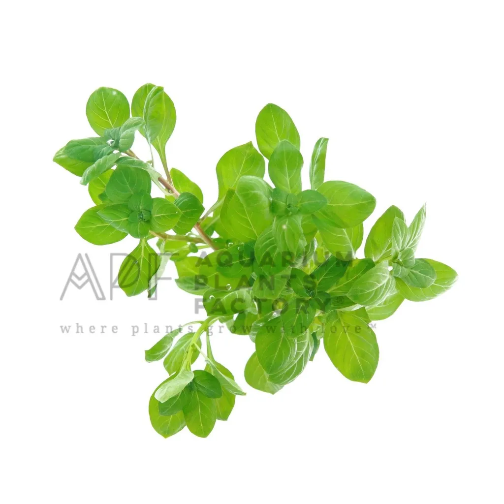 Ludwigia palustris (Ludwigia palustris)