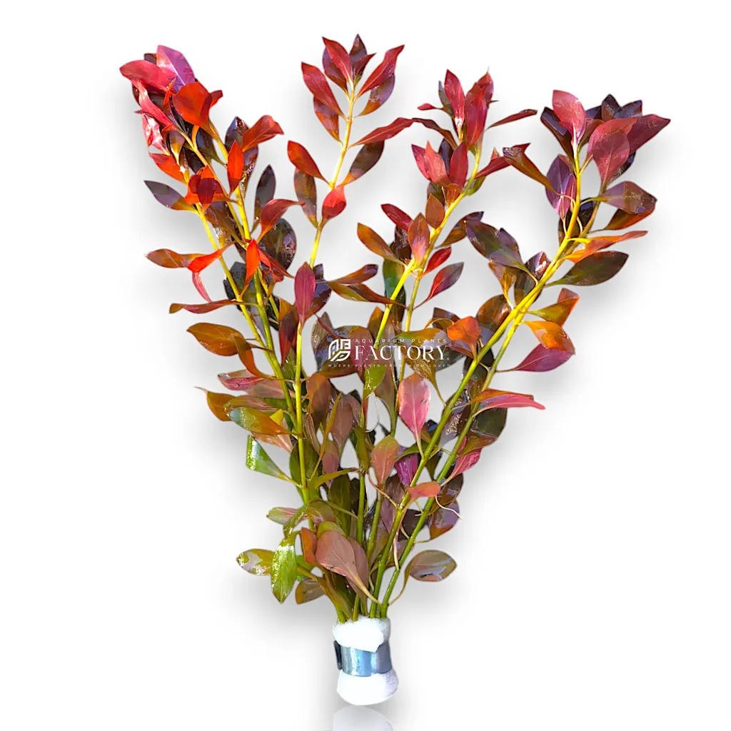 Ludwigia repens (Ludwigia repens)
