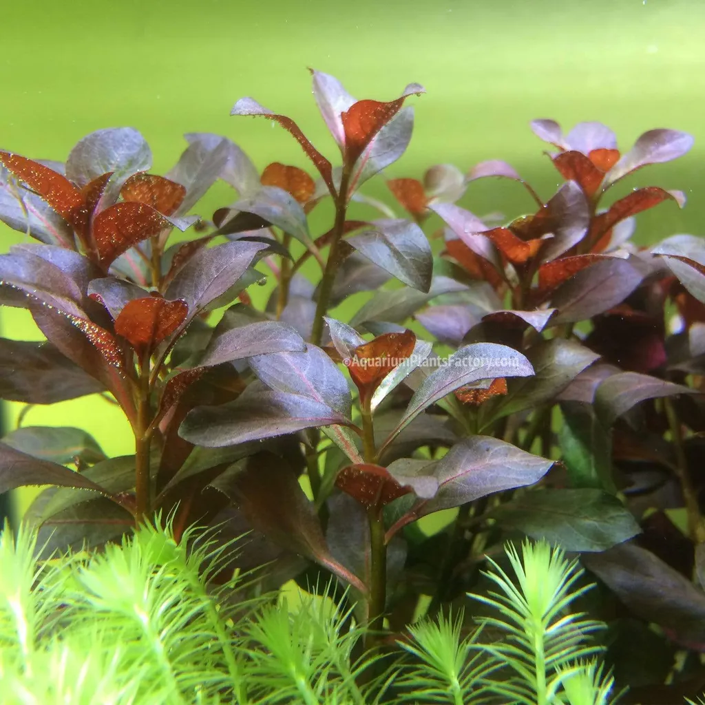 Ludwigia Rubin (Ludwigia repens 'Rubin')