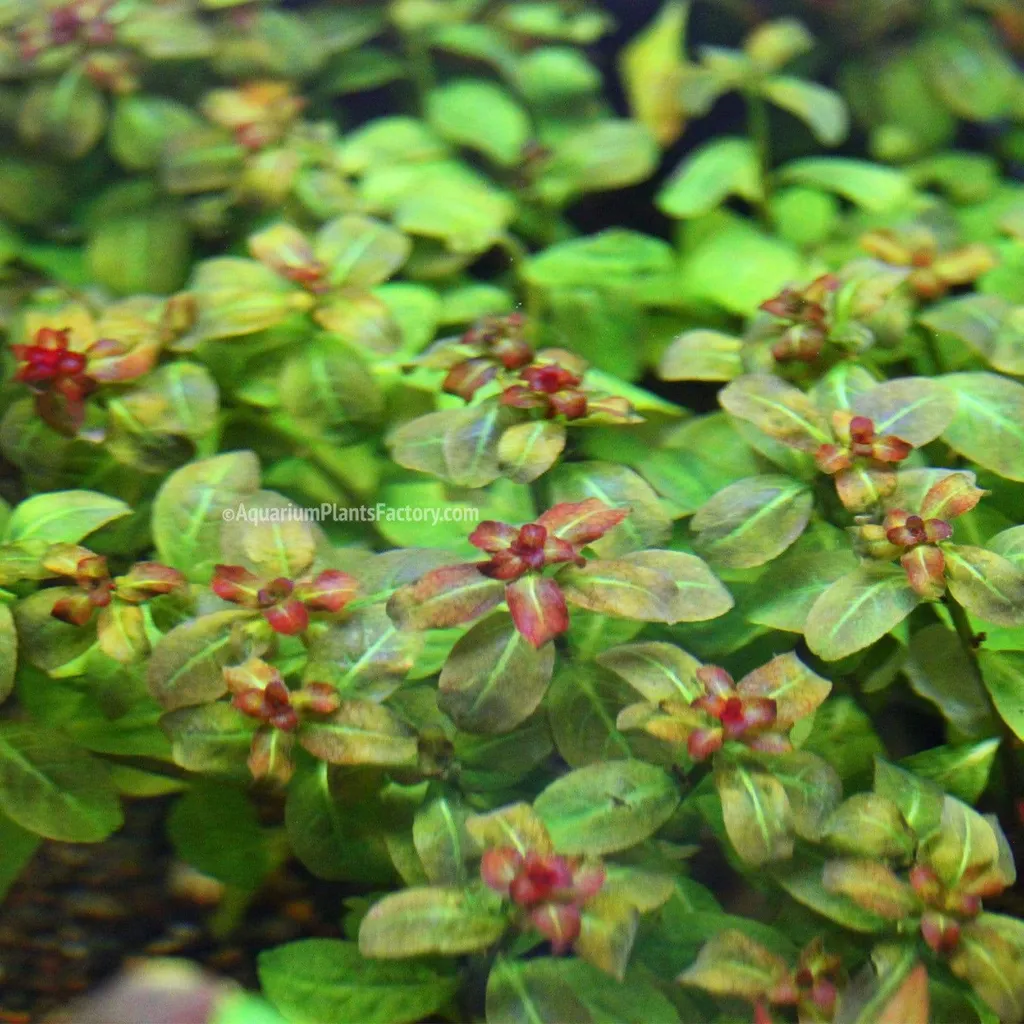 Ludwigia senegalensis (Ludwigia senegalensis)
