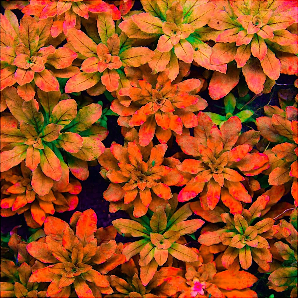 Ludwigia sphaerocarpa (Ludwigia sphaerocarpa)
