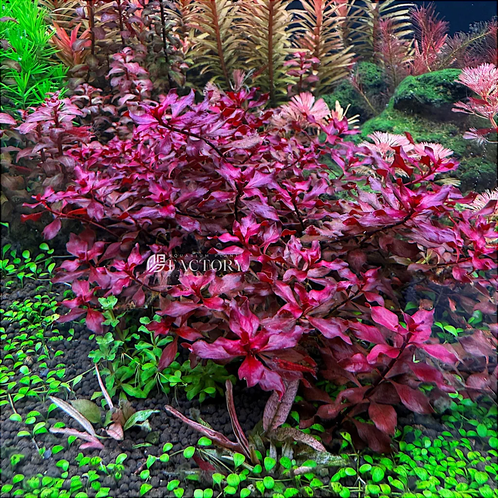 Ludwigia super red (Ludwigia palustris 'Super Red')