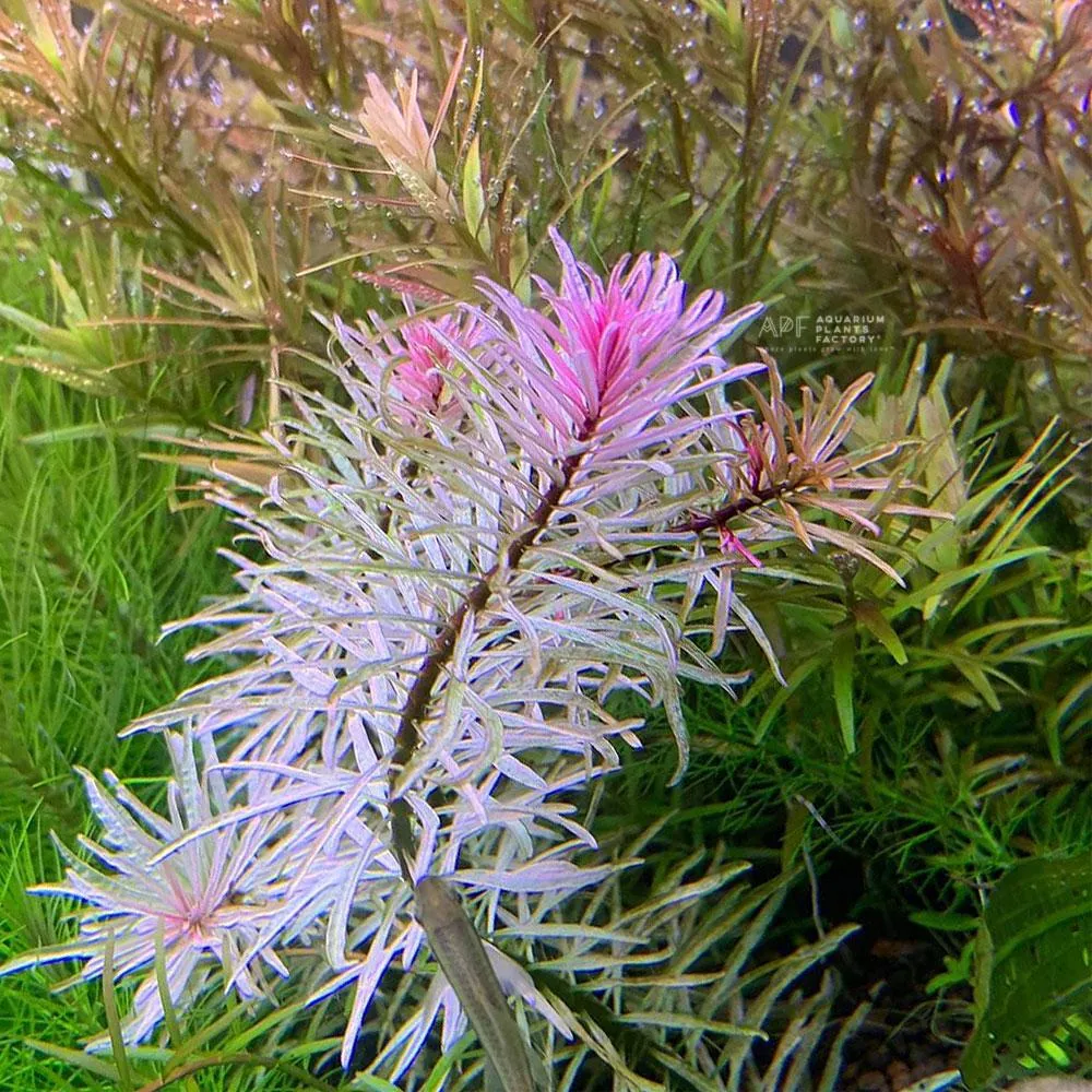 Ludwigia White (Ludwigia inclinata var. verticillata 'White')