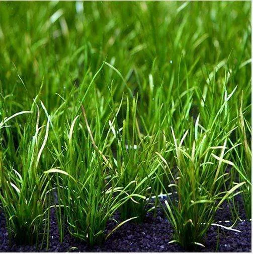 Mauritius micro sword (Lilaeopsis mauritiana)