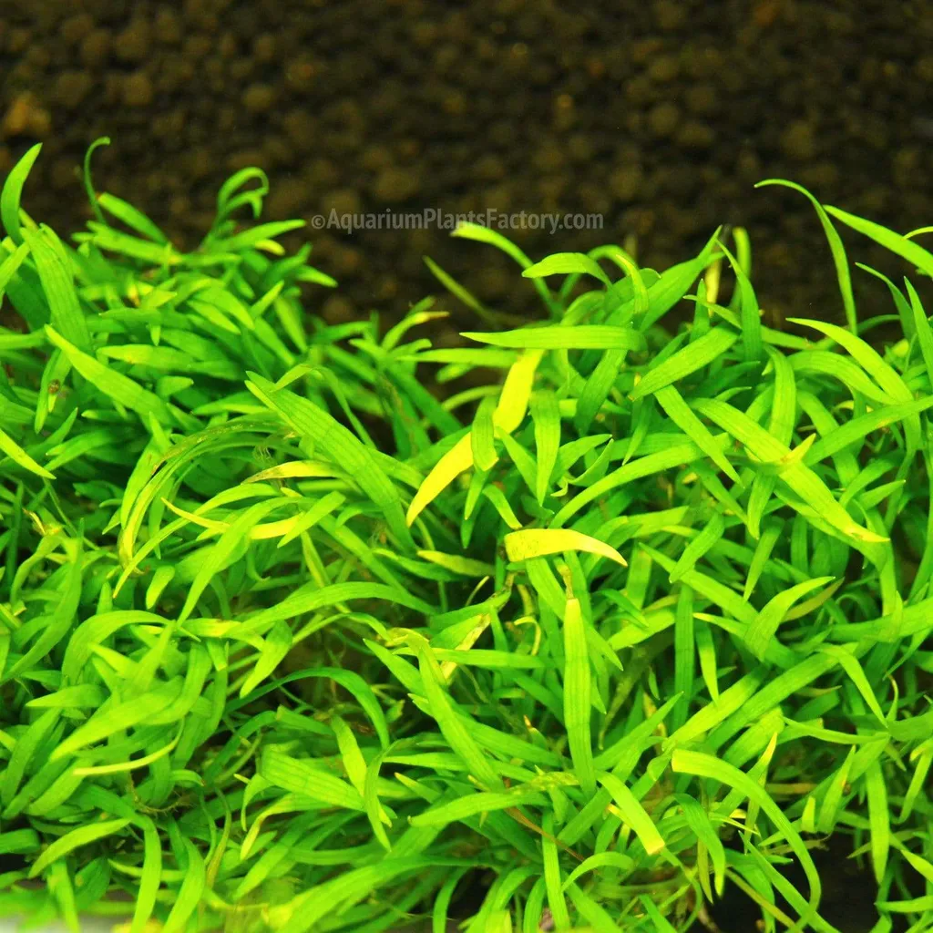 Micro sword (Lilaeopsis brasiliensis)