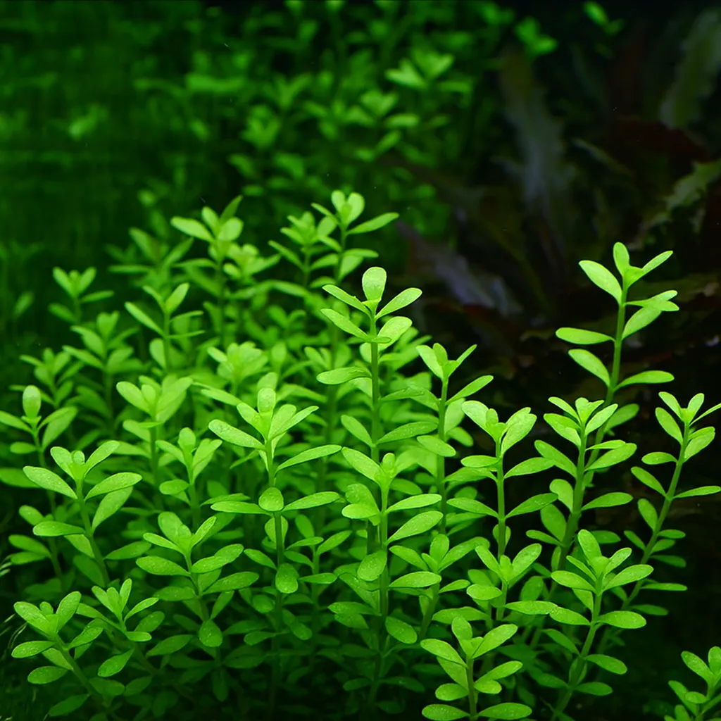 Moneywort (Bacopa monnieri)