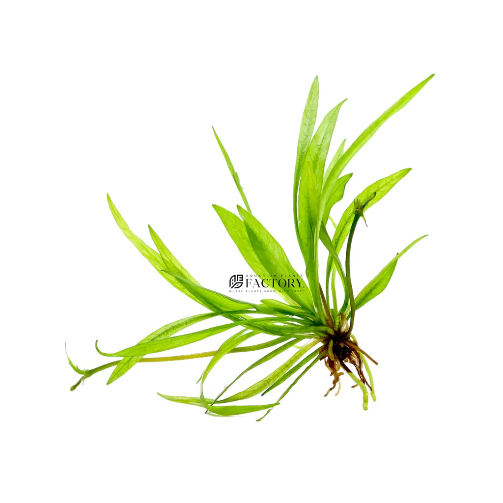 Narrow leaf chain sword (Helanthium bolivianum 'Angustifolius')