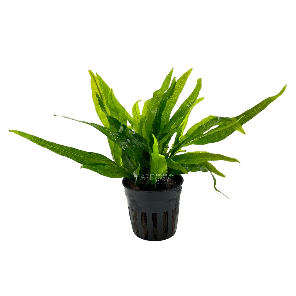 Narrow Mini java fern (Leptochilus pteropus 'Narrow Mini')