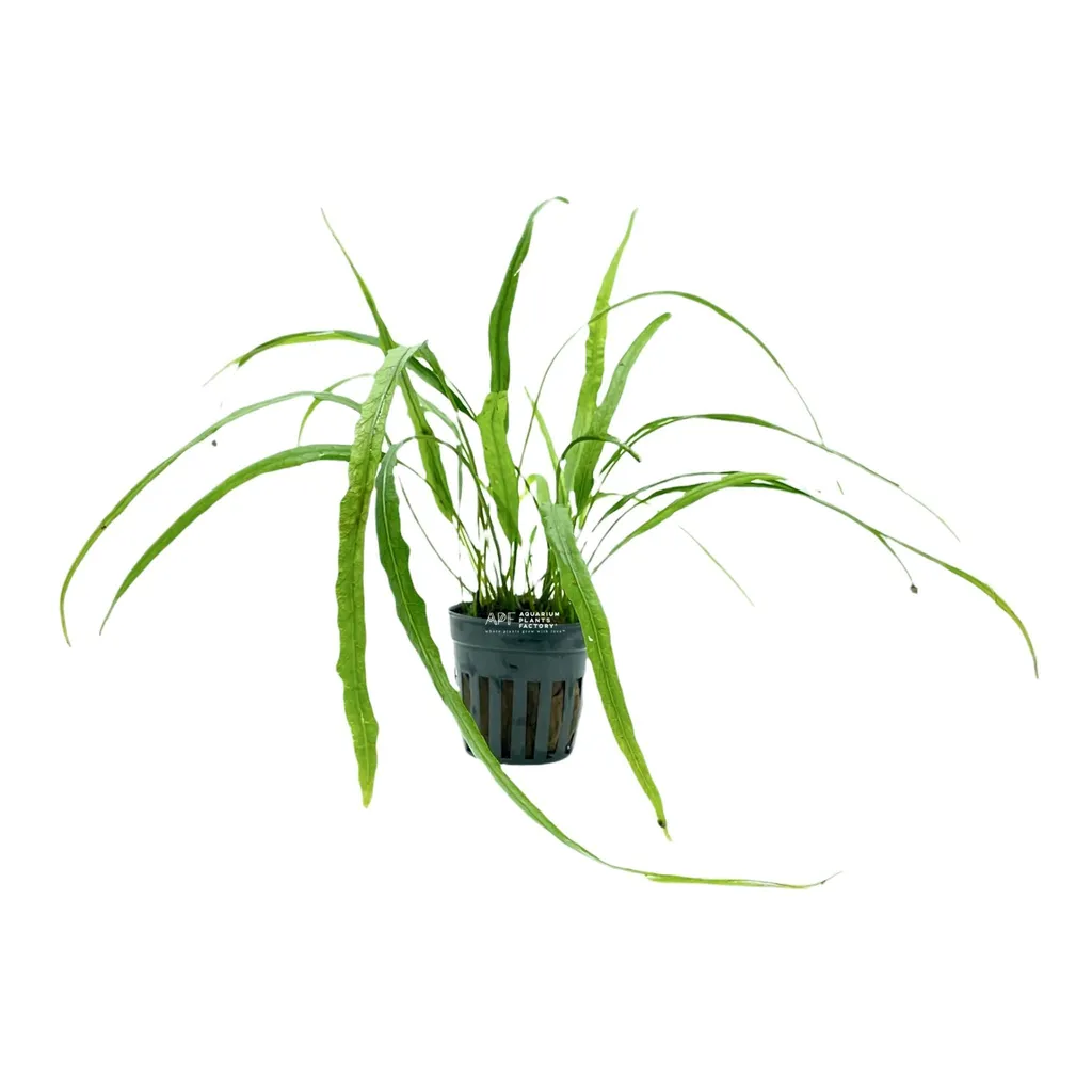 Needle leaf java fern (Leptochilus pteropus 'Needle Leaf')