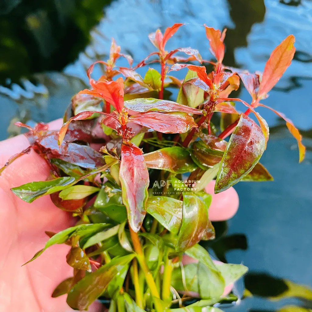 Nesaea crassicaulis (Ammannia crassicaulis)