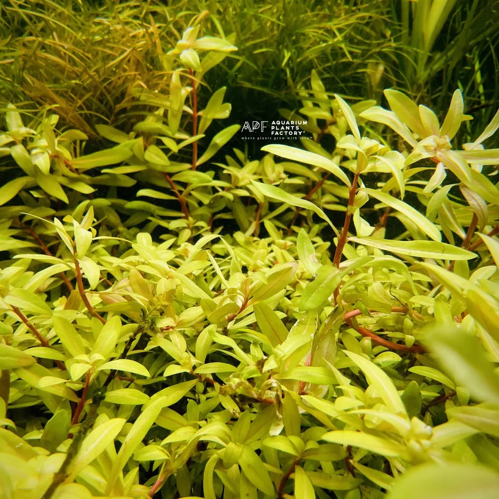 Nesaea pedicellata Golden (Ammannia pedicellata)