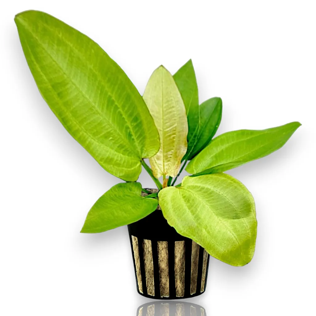 Oriental sword (Echinodorus 'Oriental')