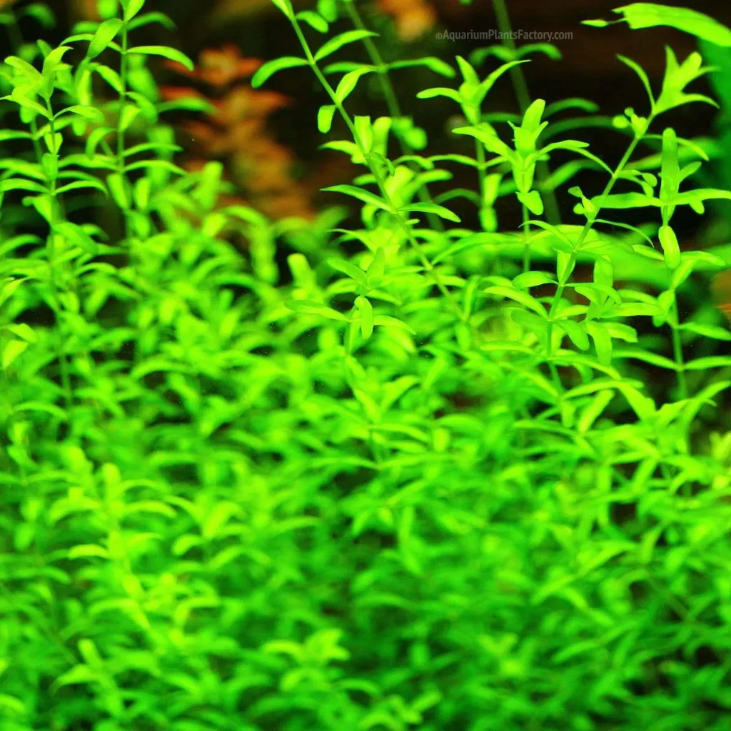 Pearlweed (Hemianthus glomeratus)