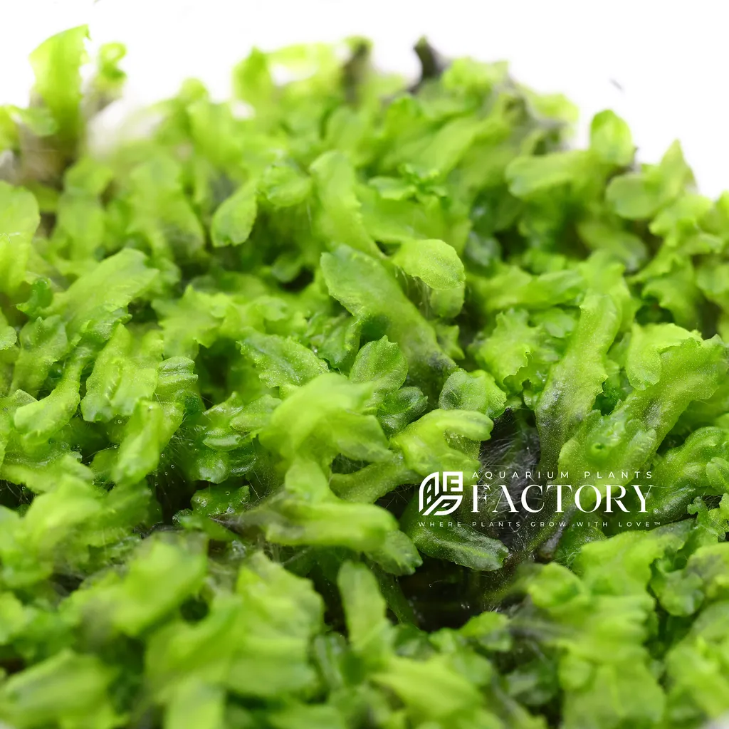 Pellia (Monosolenium tenerum)