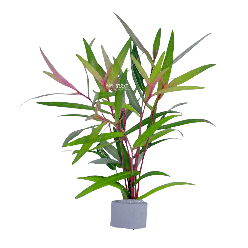 Persicaria Sao Paulo (Persicaria sp. 'Sao Paulo')