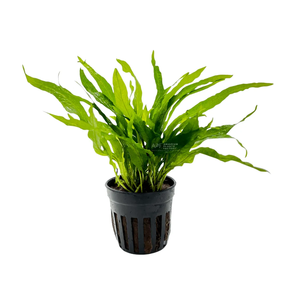 Petite java fern (Leptochilus pteropus 'Petite')