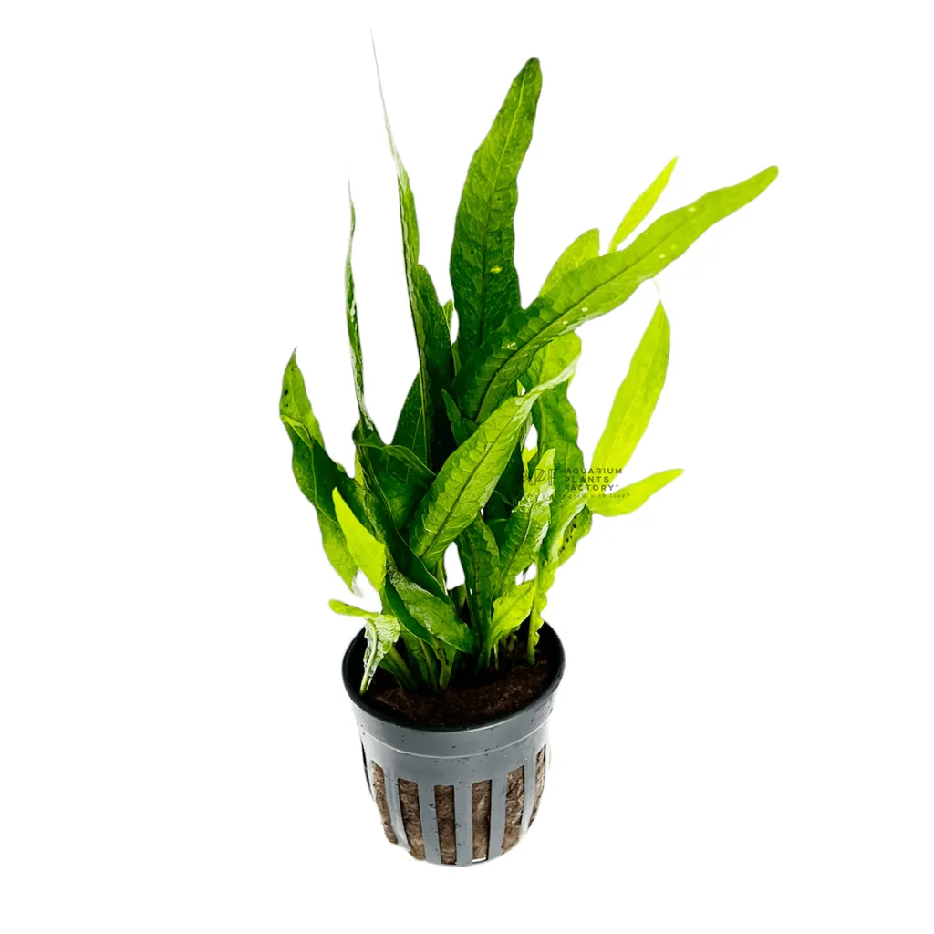 Philippine java fern (Leptochilus pteropus 'Philippine')
