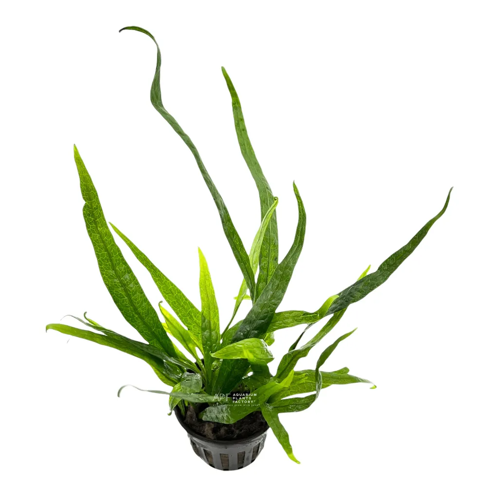Philippine Mini java fern (Leptochilus pteropus 'Philippine Mini')